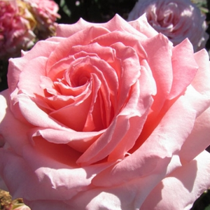 Erzsébet királyné emléke - trandafiri - www.pharmarosa.ro